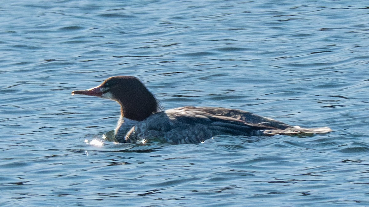 Common Merganser - ML647399823