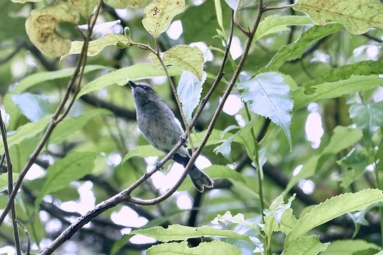 Gray Gerygone - ML647399824