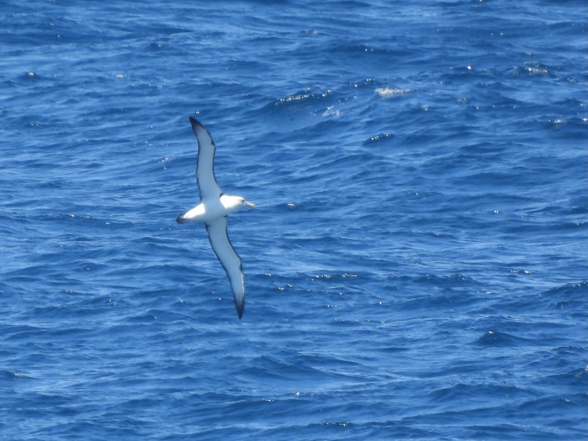 White-capped Albatross - ML647399825