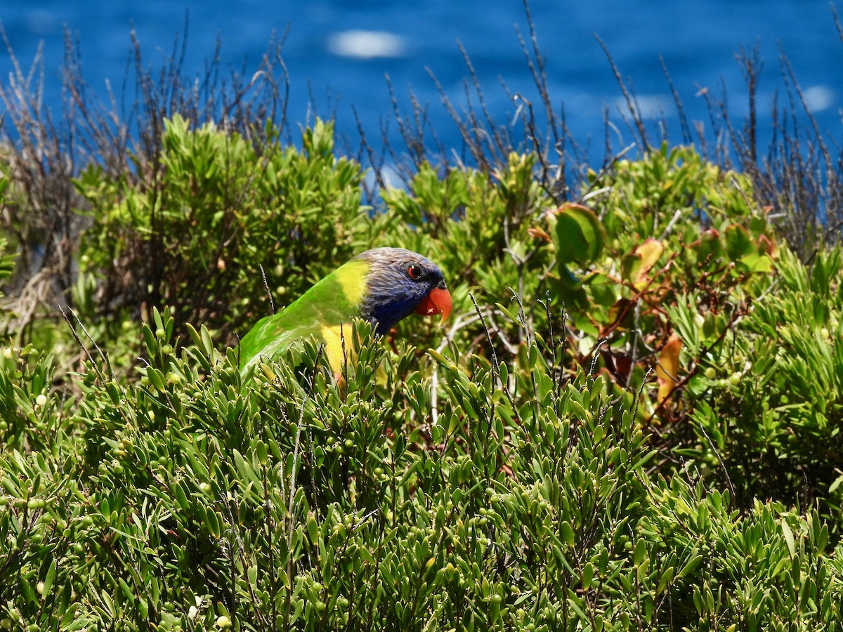 Rainbow Lorikeet - ML647399828