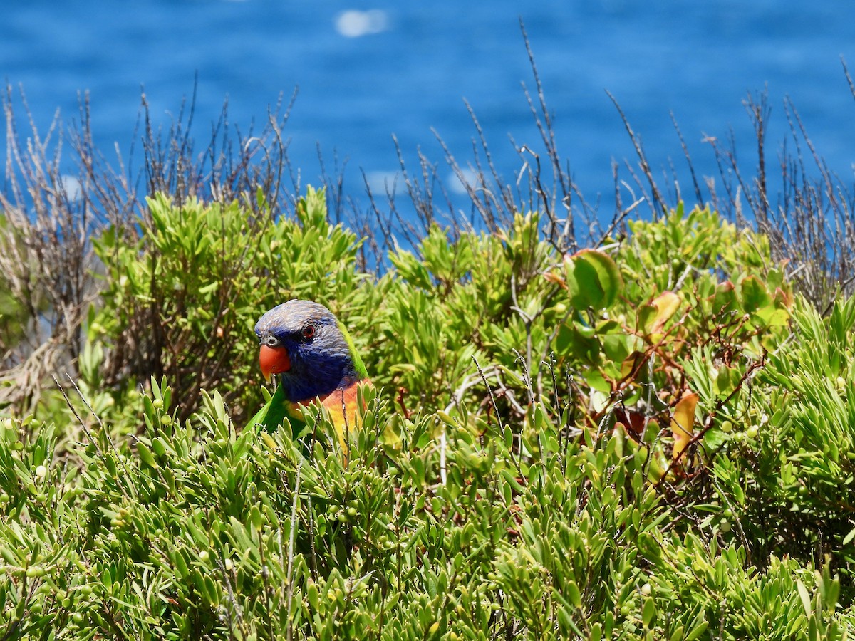 Rainbow Lorikeet - ML647399829