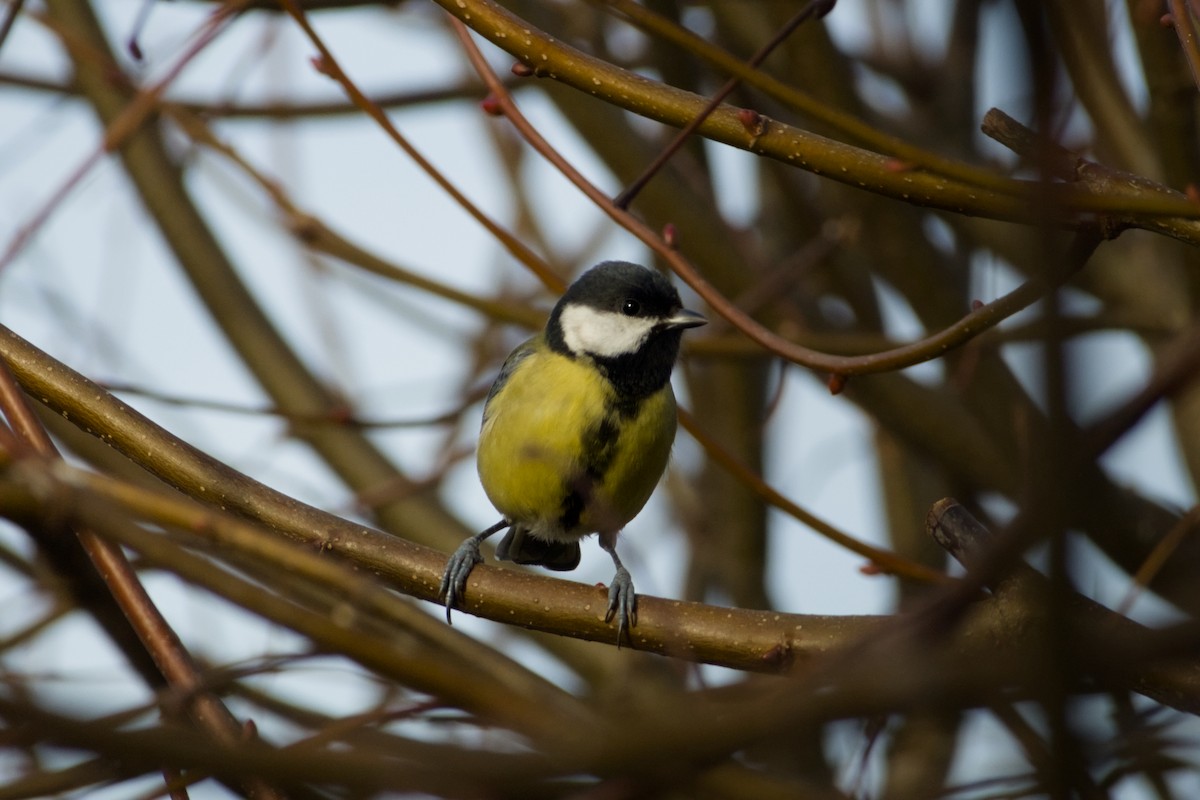 Great Tit - ML647399832