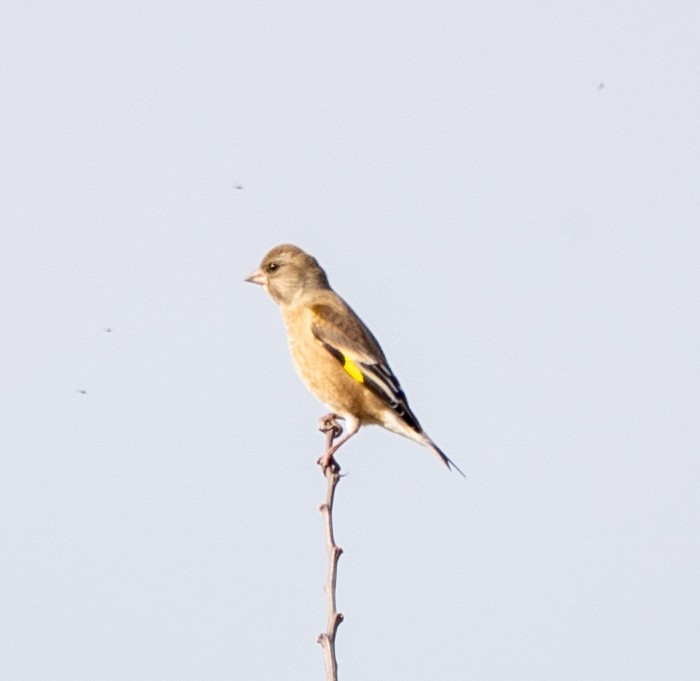 Oriental Greenfinch - ML647399836