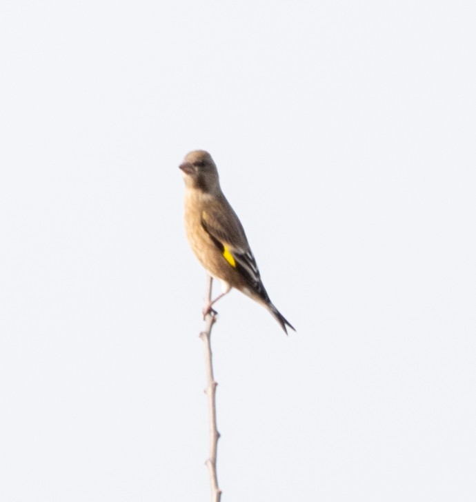 Oriental Greenfinch - ML647399837