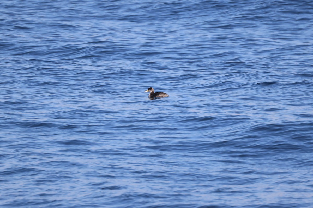 Somormujo Cuellirrojo - ML647399852