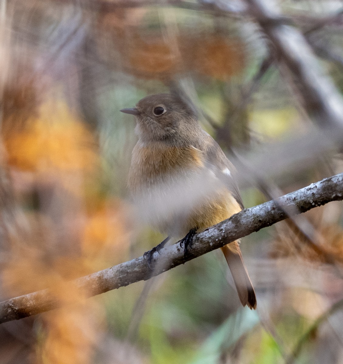 חכלילית סיבירית - ML647399856