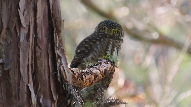 Collared Owlet - ML647399868