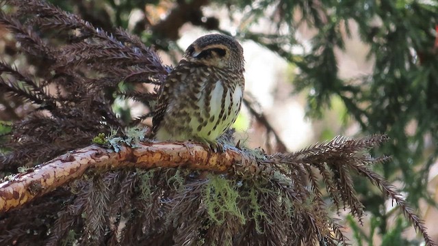 Collared Owlet - ML647399870