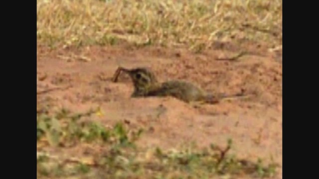 Paddyfield Pipit - ML647399875