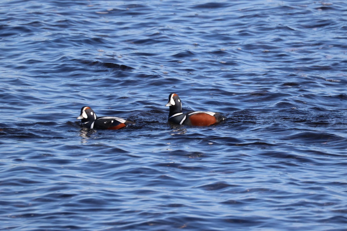 Harlequin Duck - ML647399889