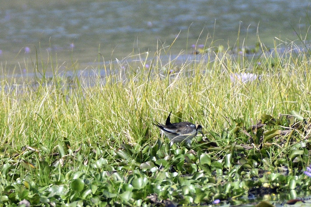 fasanbladhøne - ML647399891