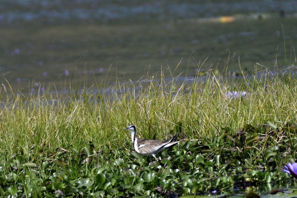 fasanbladhøne - ML647399892