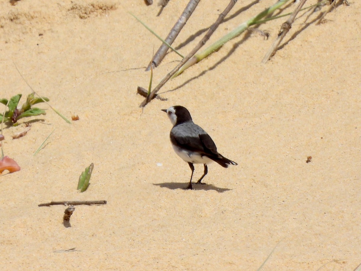 White-fronted Chat - ML647399905