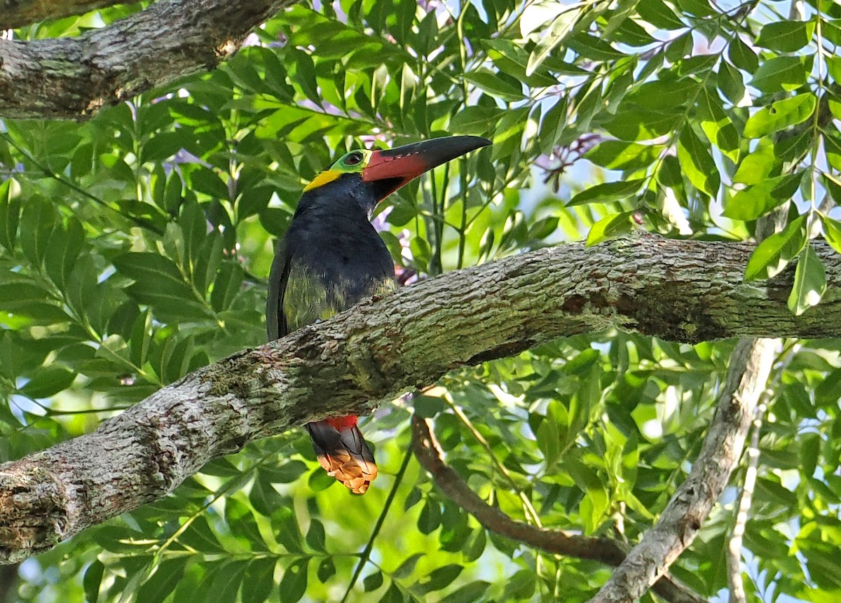 Guianan Toucanet - ML647399906