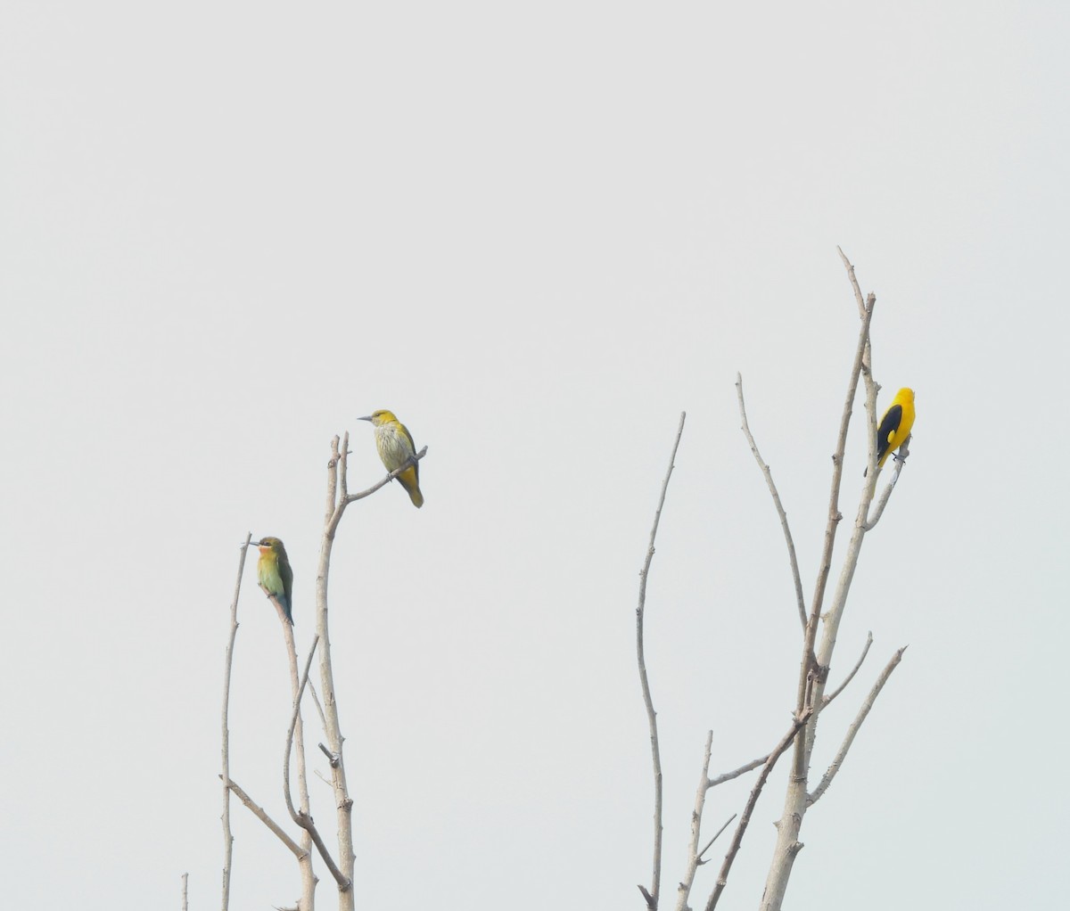 Indian Golden Oriole - ML647399920