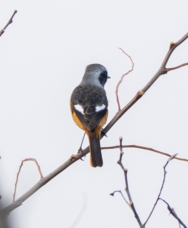 חכלילית סיבירית - ML647399922
