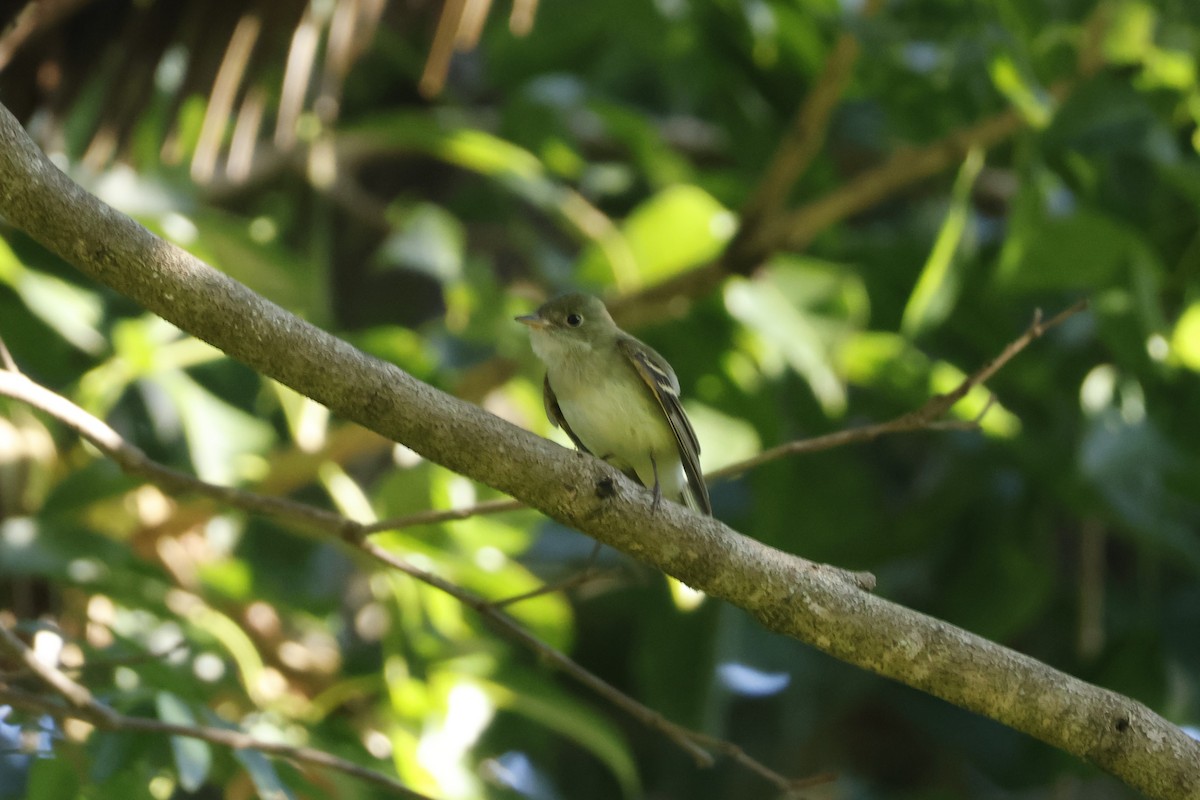 Yellow-bellied Flycatcher - ML647399926