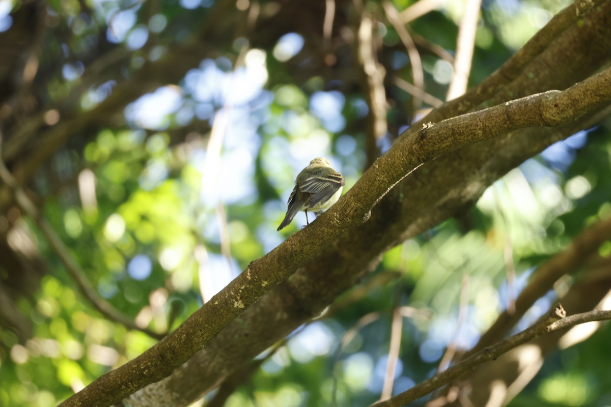 Yellow-bellied Flycatcher - ML647399927