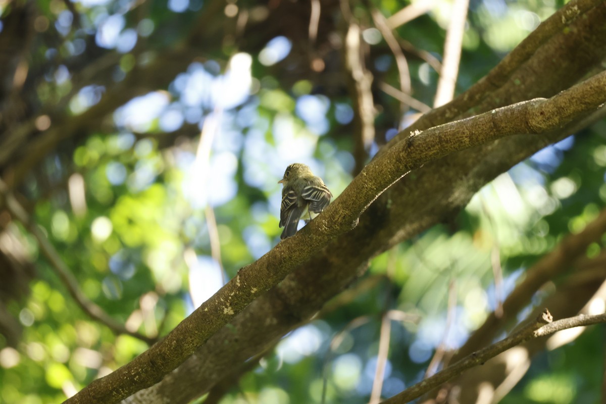Yellow-bellied Flycatcher - ML647399929