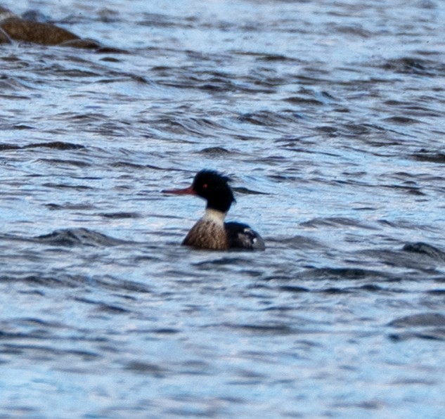 Serreta Mediana - ML647399934