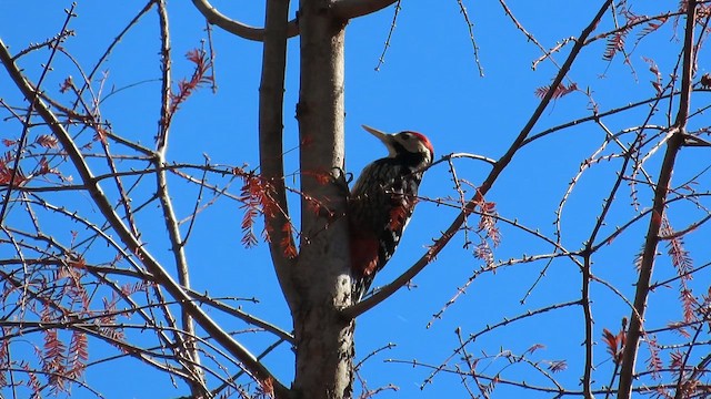 White-backed Woodpecker - ML647399965