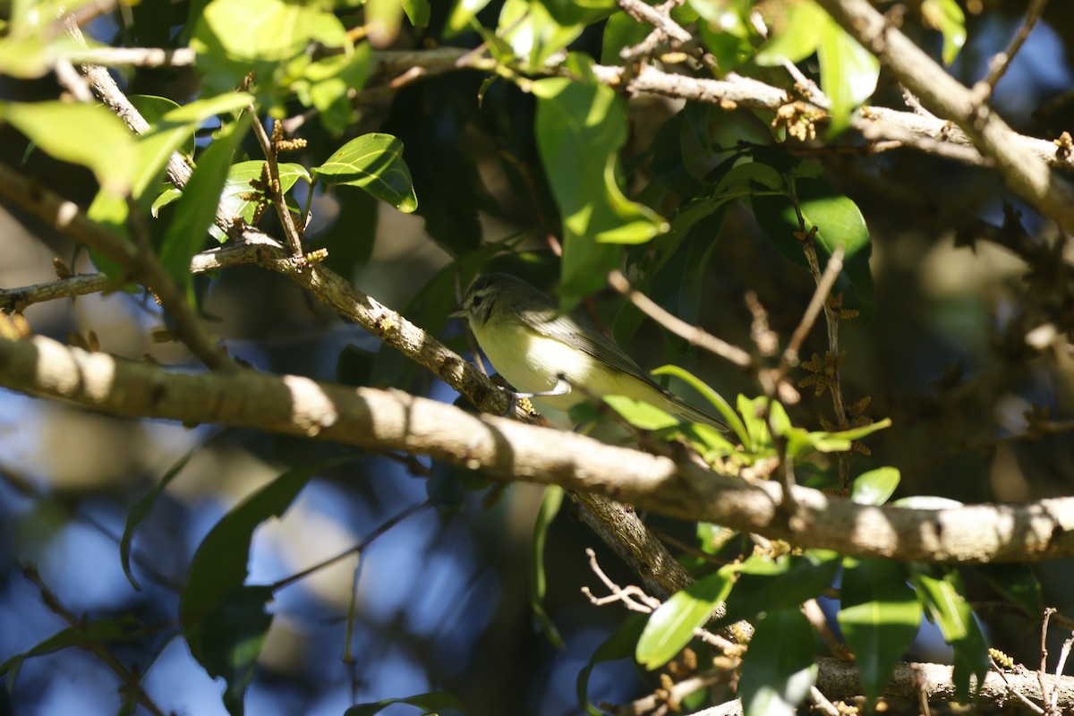 Bireo filadelfiarra - ML647399975