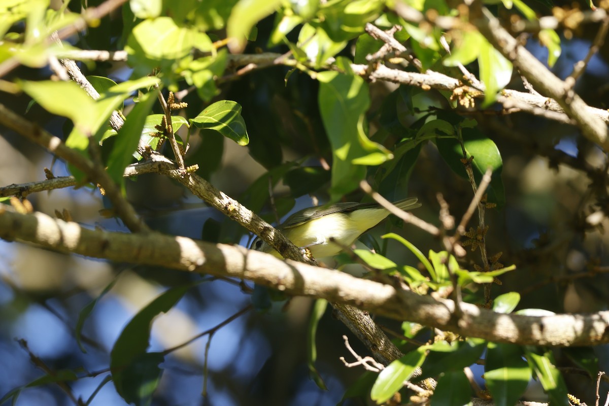 Bireo filadelfiarra - ML647399976