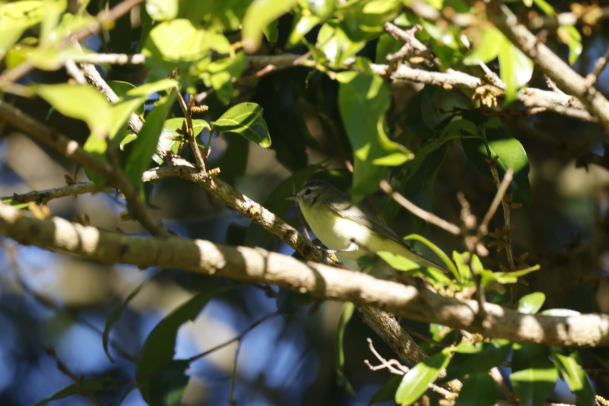 Bireo filadelfiarra - ML647399977