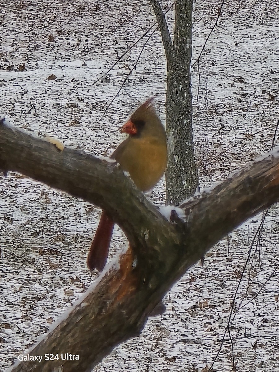 rødkardinal - ML647399982