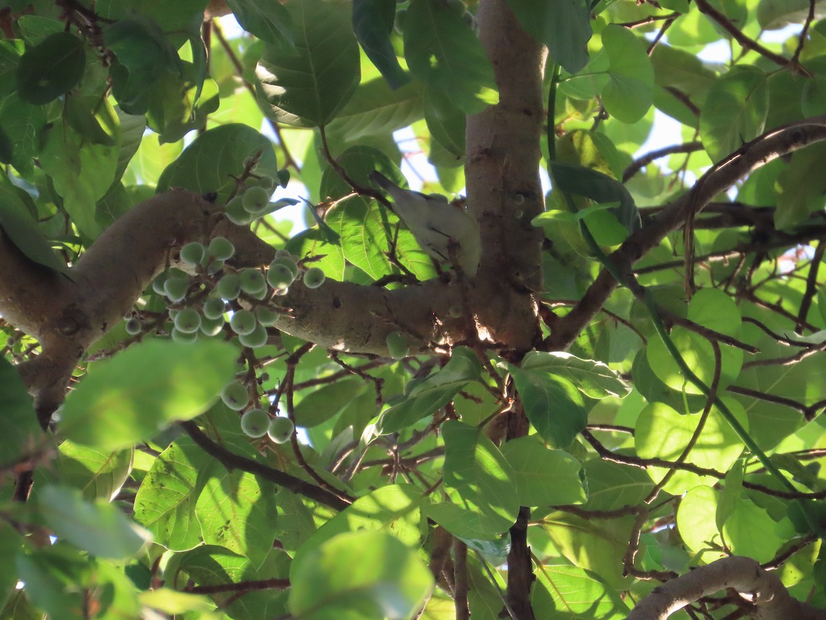 Hume's Warbler - ML647399985