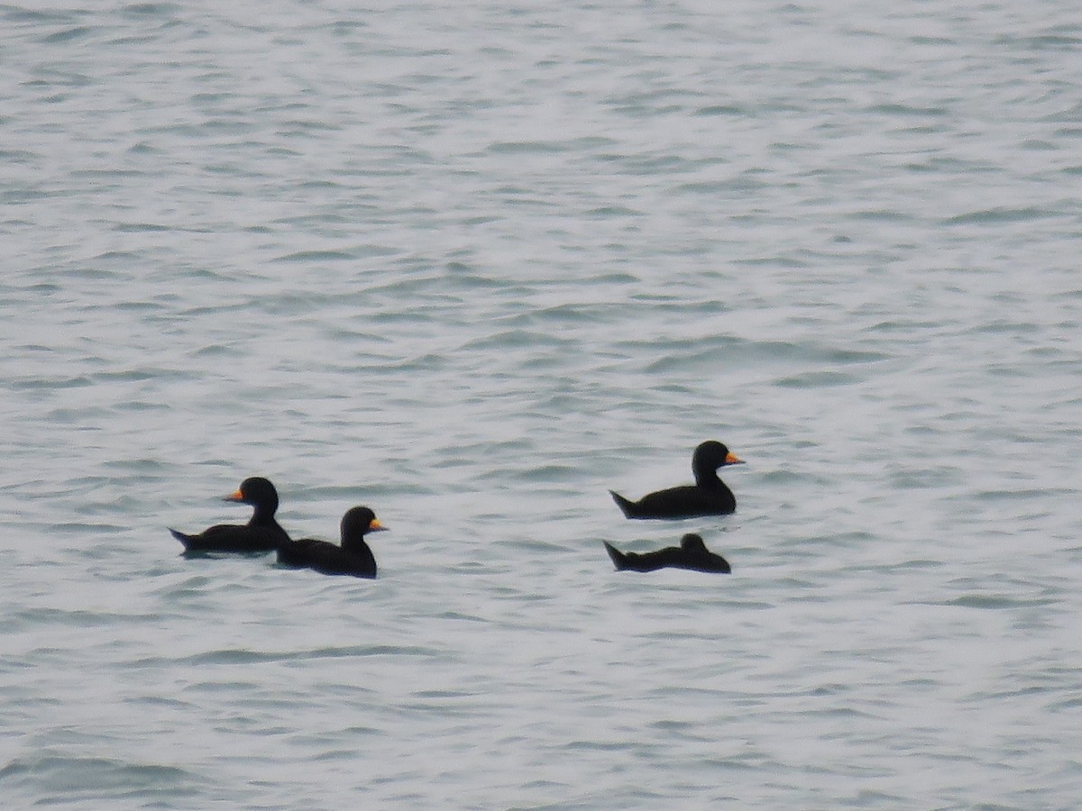 Американская синьга - ML647399986