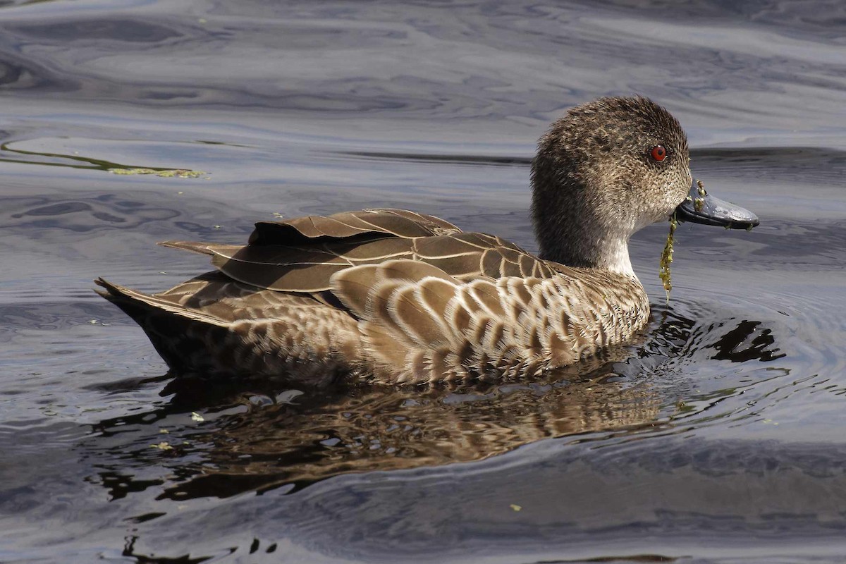 Gray Teal - ML647399987