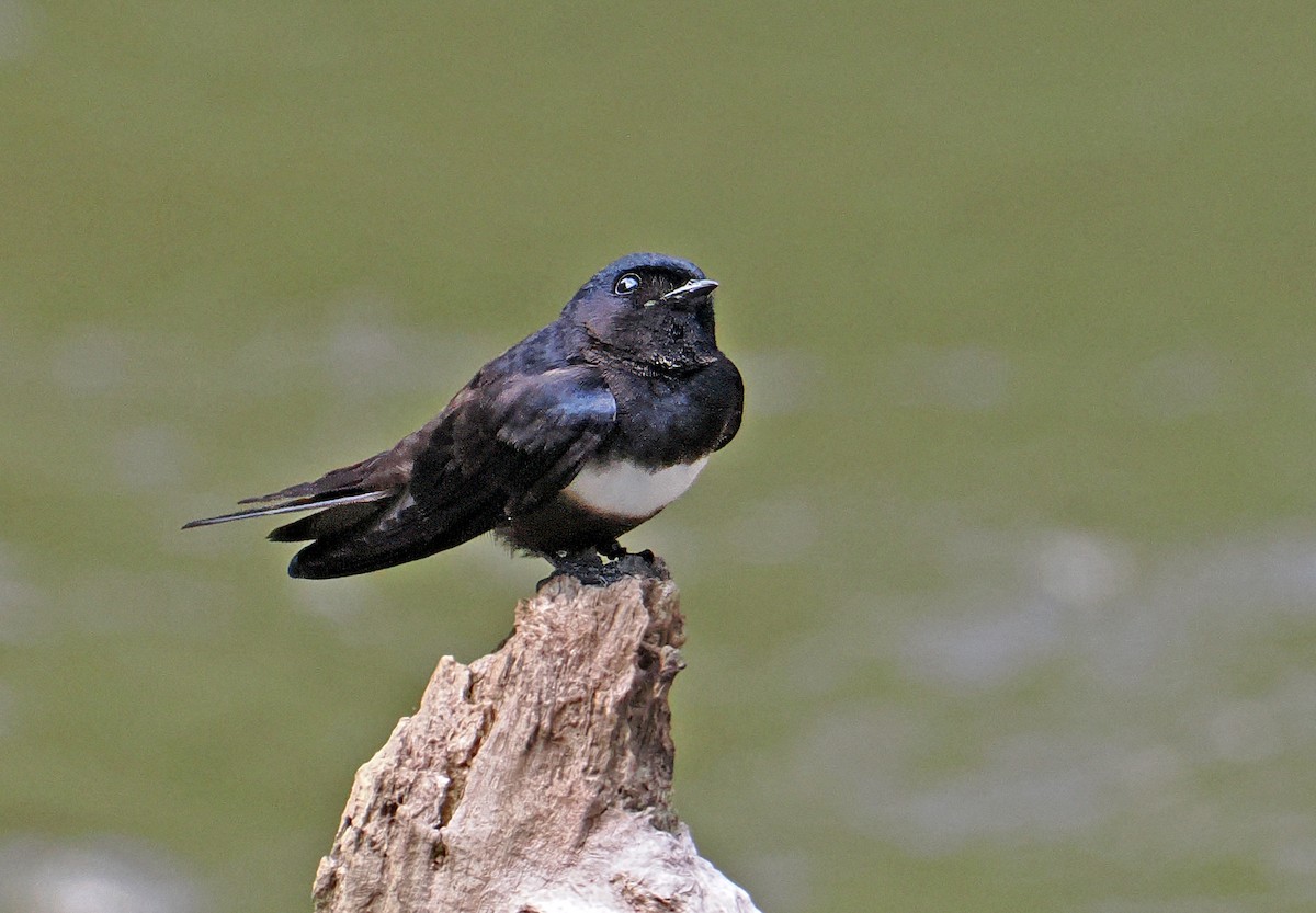 vlaštovka bělopruhá - ML647399989