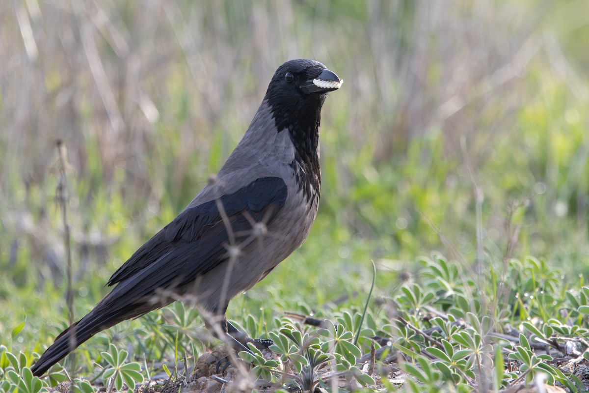 Leş Kargası - ML647399990