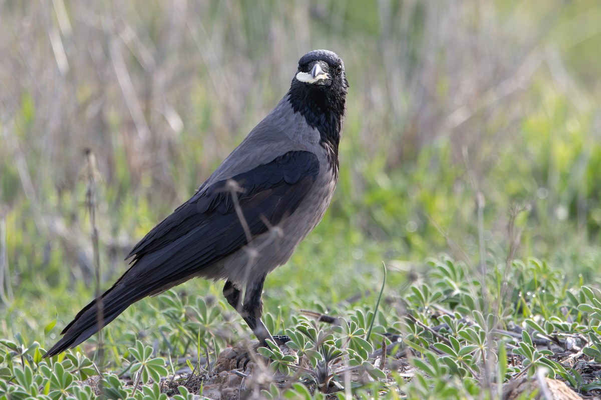 Leş Kargası - ML647399991