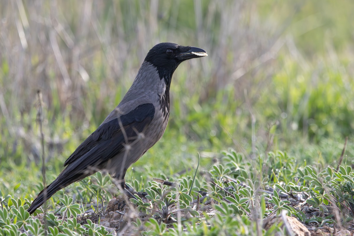 Leş Kargası - ML647399992