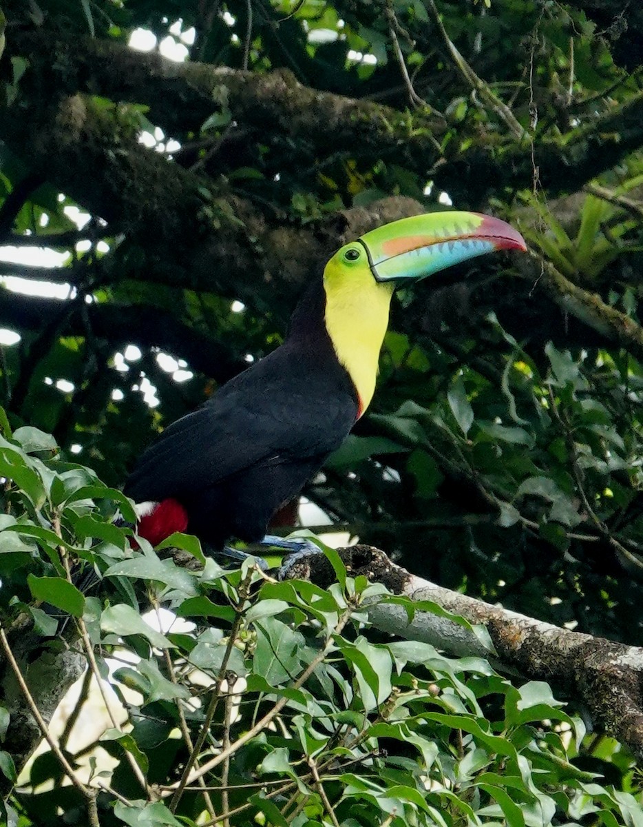 Тукан жовтогорлий - ML647400027