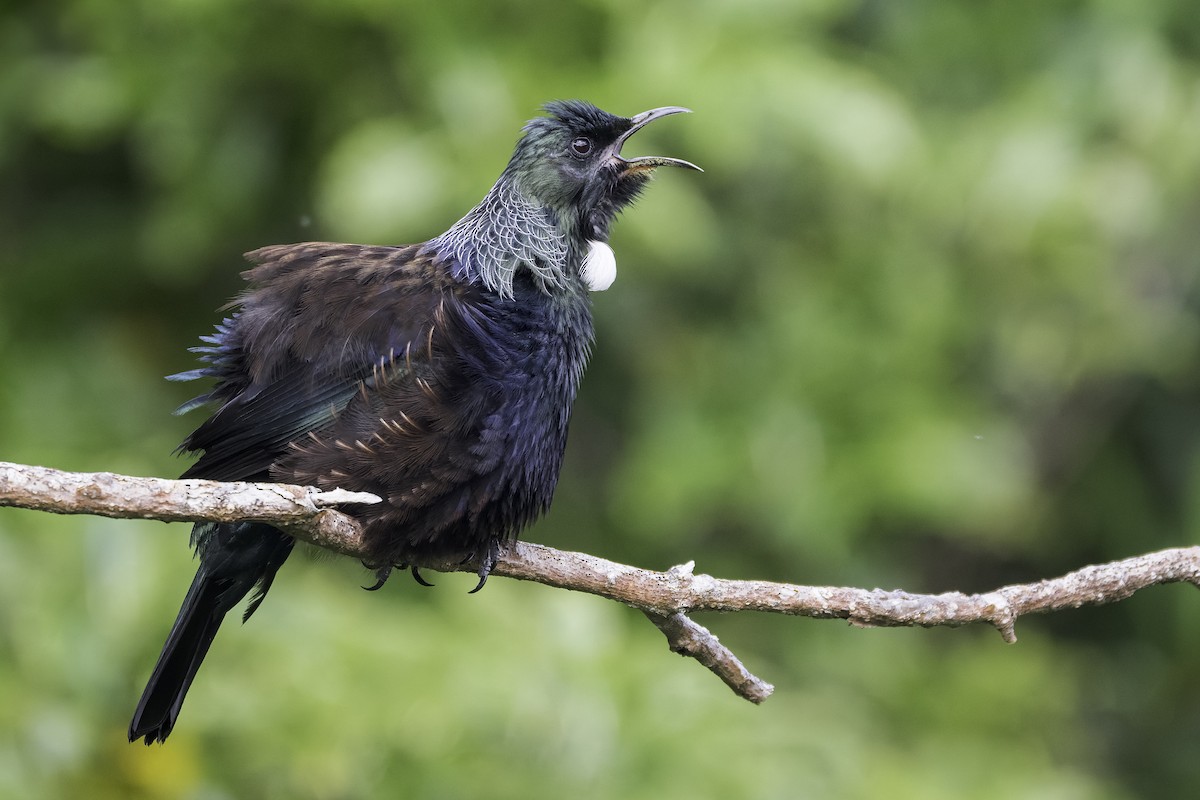 Tui - ML647400049