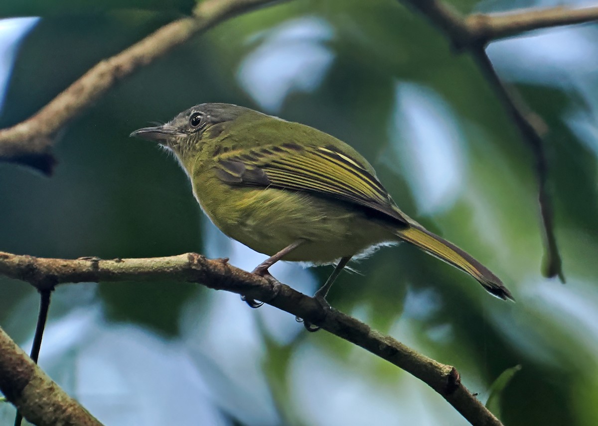 Yellow-olive Flatbill - ML647400075