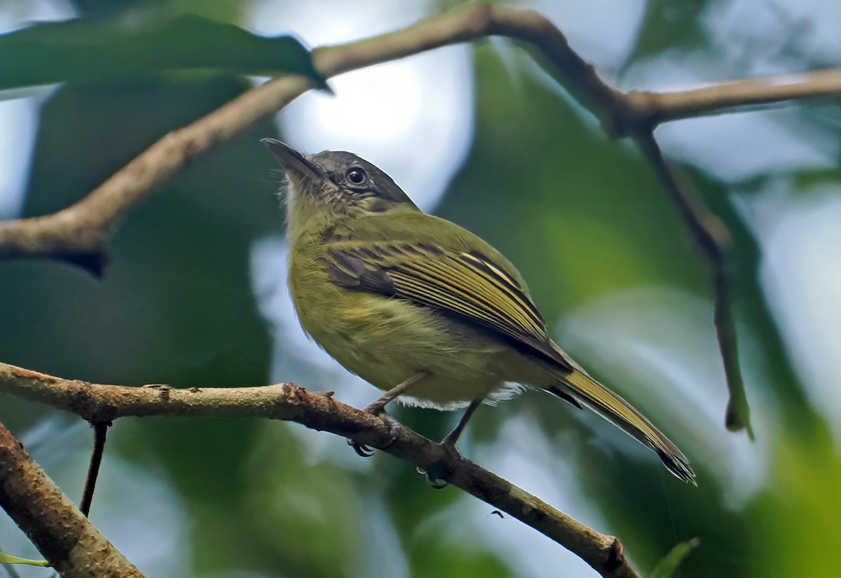 Yellow-olive Flatbill - ML647400076