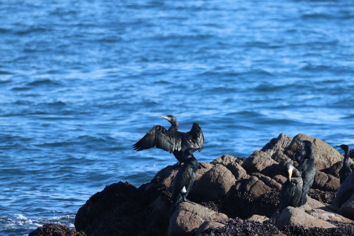 Japanese Cormorant - ML647400086