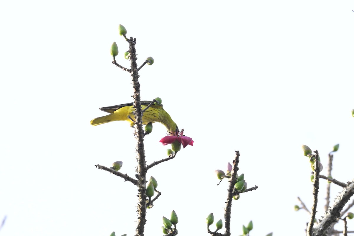 Indian Golden Oriole - ML647400096