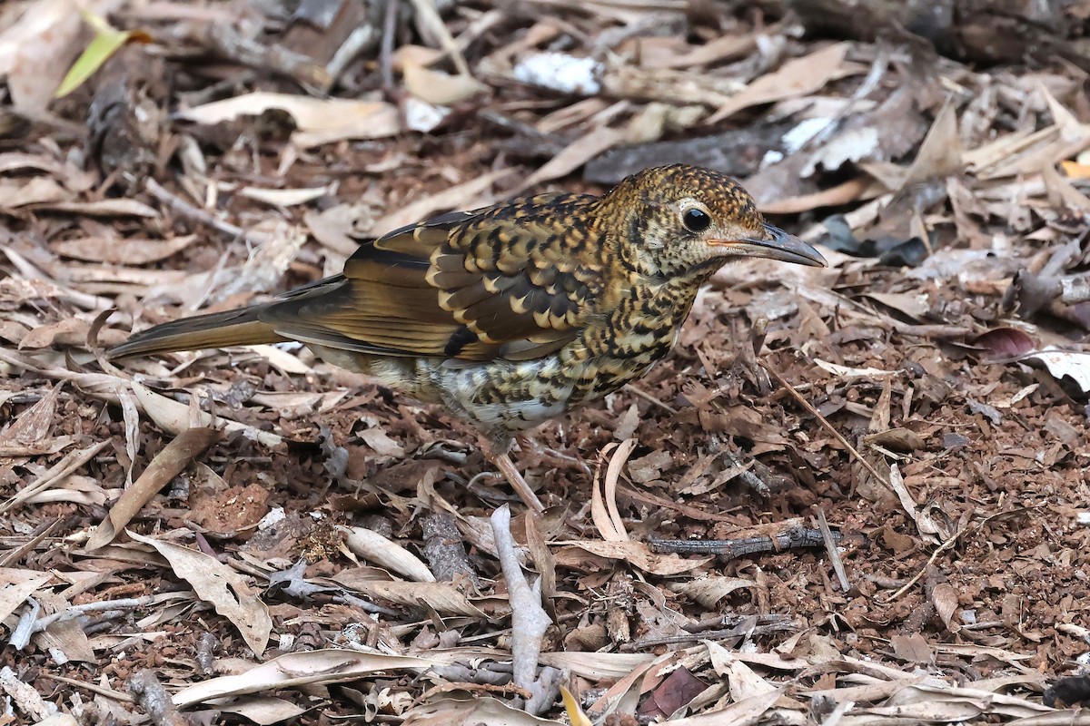 Sedefli Ardıç - ML647400098