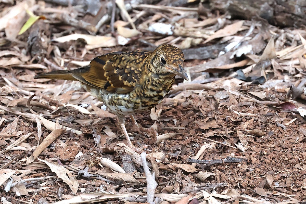 Sedefli Ardıç - ML647400099