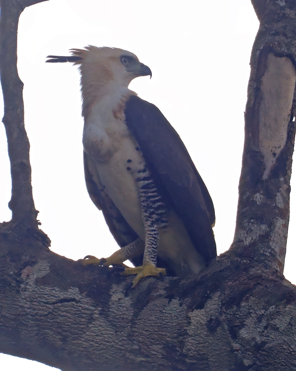 アカエリクマタカ - ML647400133