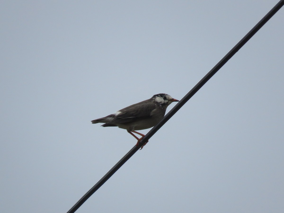 White-cheeked Starling - ML647400137