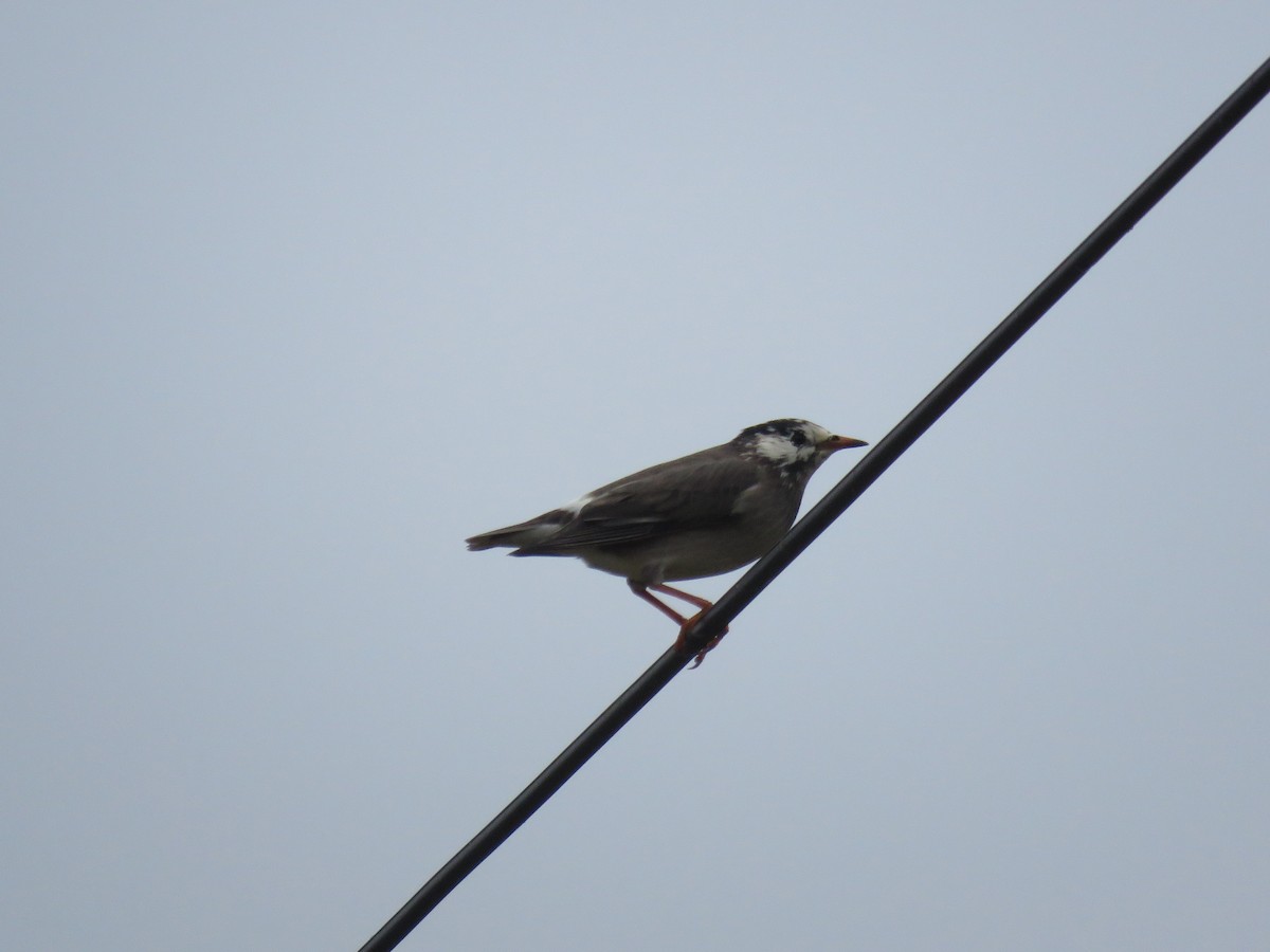 White-cheeked Starling - ML647400138