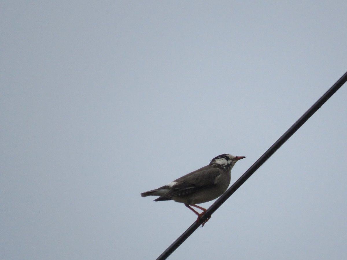 White-cheeked Starling - ML647400139