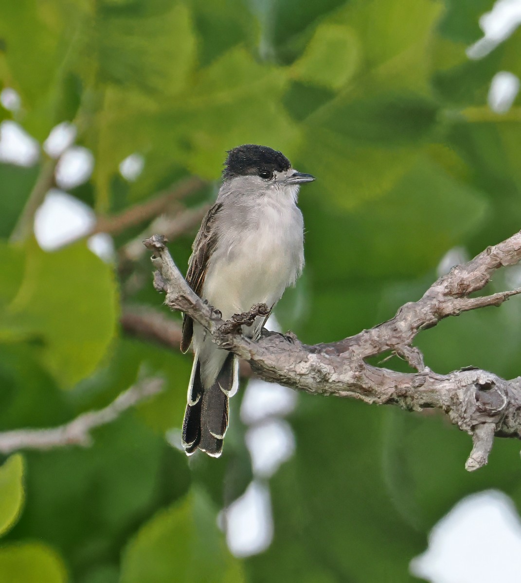 White-naped Xenopsaris - ML647400141