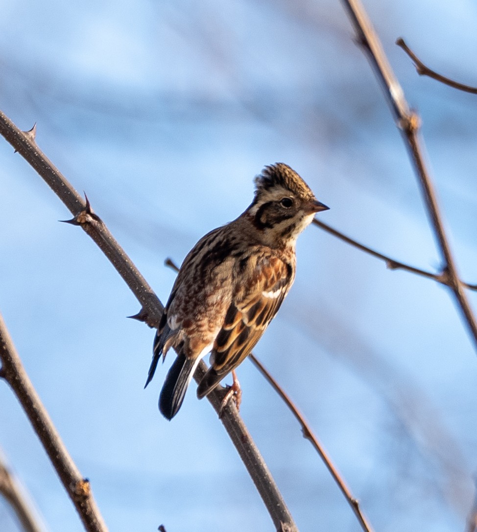 Rustic Bunting - ML647400143